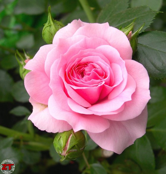 Bouture rosier sur pomme de terre