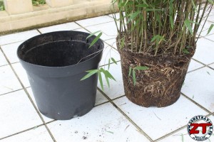 Rempoter une plante (bambou)