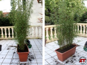 Rempoter une plante (bambou)