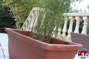 Rempoter une plante (bambou)