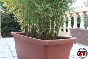 Rempoter une plante (bambou)