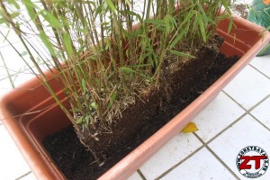 Rempoter une plante (bambou)