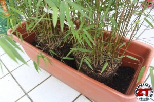 Rempoter une plante (bambou)