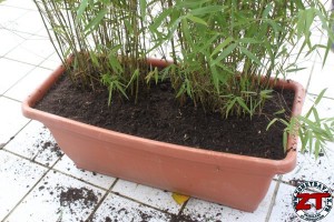 Rempoter une plante (bambou)