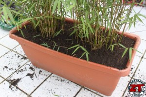 Rempoter une plante (bambou)