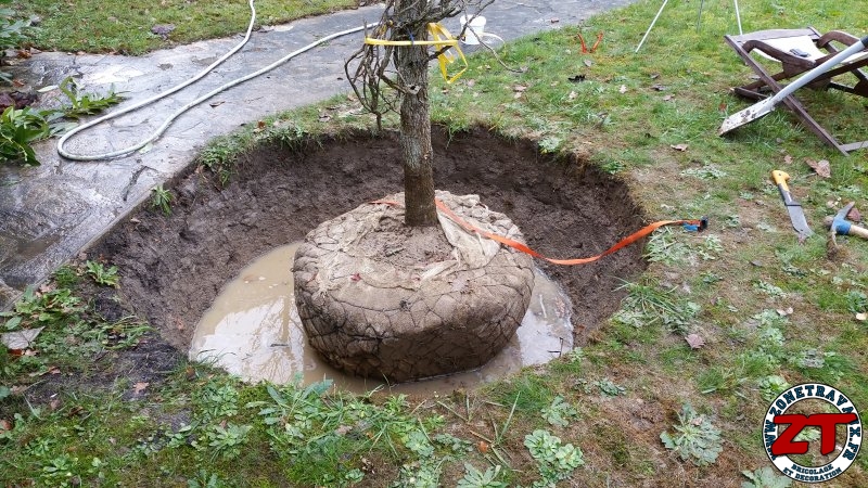 Tutoriel Jardinage : planter un arbre grand (liquidambar)