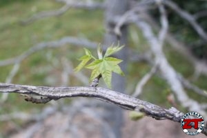 Tutoriel Jardinage : planter un arbre grand (liquidambar)