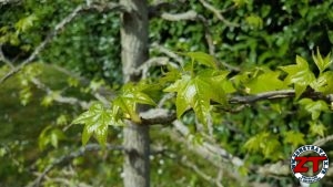 Tutoriel Jardinage : planter un arbre grand (liquidambar)