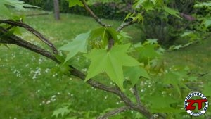 Tutoriel Jardinage : planter un arbre grand (liquidambar)