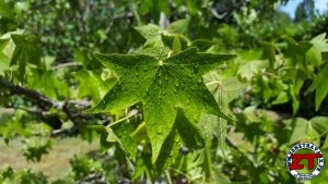 Tutoriel Jardinage : planter un arbre grand (liquidambar)