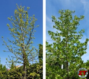 Tutoriel Jardinage : planter un arbre grand (liquidambar)