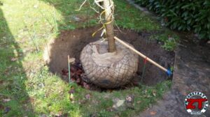 Tutoriel Jardinage : planter un arbre grand (liquidambar)