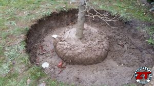 Tutoriel Jardinage : planter un arbre grand (liquidambar)