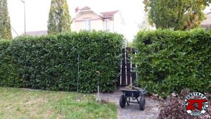 Tutoriel Jardinage : planter un arbre grand (liquidambar)