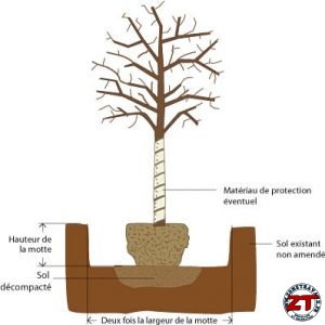 Tutoriel Jardinage : planter un arbre grand (liquidambar)