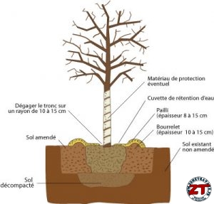 Tutoriel Jardinage : planter un arbre grand (liquidambar)